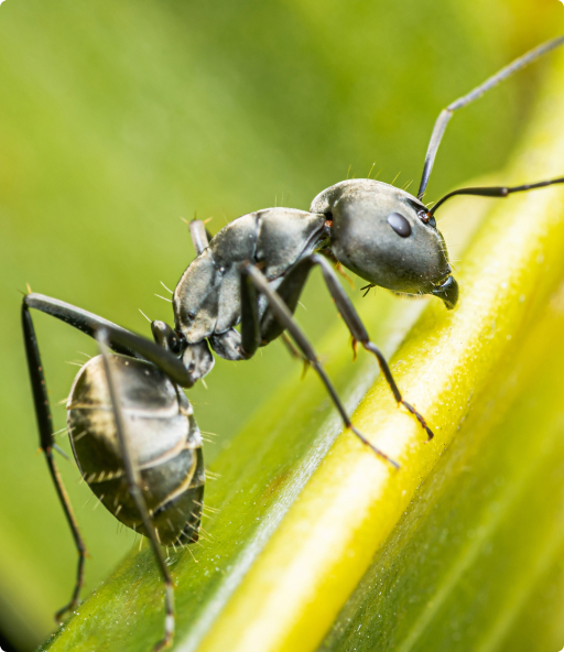 Ant Exterminators in Ontario