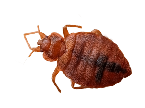 bed bug removal