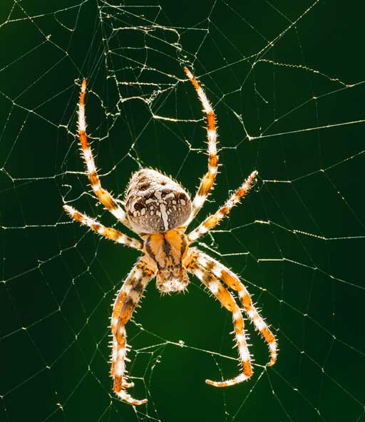 Spider Control Services in Ontario