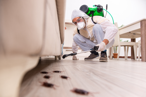 pest removal service in Hamilton
